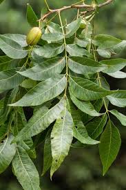Image result for Carya illinoinensis