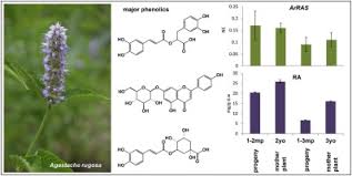All rugo™s have a rechargeable quick Age Related Variation Of Polyphenol Content And Expression Of Phenylpropanoid Biosynthetic Genes In Agastache Rugosa Sciencedirect