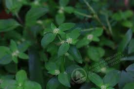 Image result for Spermacoce senensis