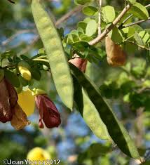 Image result for Bauhinia tomentosa