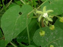 Image result for Pergularia