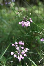 Image result for Alliaceae