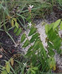 Image result for Clitandra cymulosa