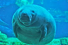 Free download hd or 4k use all videos for free for your projects. Manatee Wikipedia
