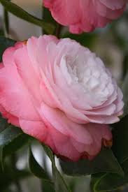 Buy Desire Camellia Japonica Free Shipping For Sale Online From Wilson Bros Gardens Online Garden Online Japonica Camellia