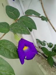 Image result for Thunbergia battiscombei