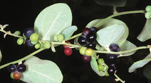 Image result for Cocculus hirsutus