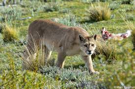 Since 1948, puma has changed the game with speed, spontaneity, and performance innovation. Mountain Lion Puma Concolor Inaturalist