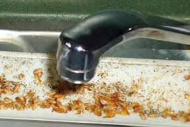 what do roach droppings look like