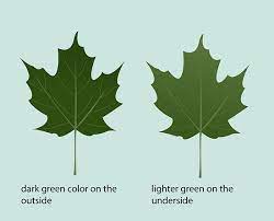 How To Identify Sugar Maple Trees Tree Id Sugar Maple Tree Identification