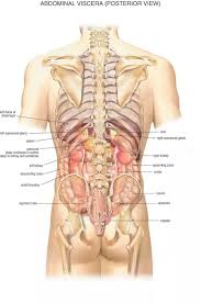 The lower part of the roof of the mouth is called the soft palate. What Organs Are On The Right Side Of Your Back Quora