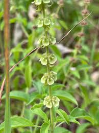 Image result for Ocimum americanum