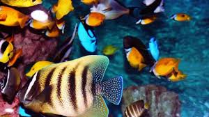 Mimpi terkadang bukan hanya sebuah bunga tidur semata, mimpi juga kadang merupakan pertanda bagi kehidupan kita kedepan. 10 Arti Mimpi Digigit Ikan Menurut Psikolog Primbon Siopung