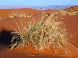 Image result for Stipagrostis