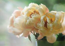 Feel free to send us your own wallpaper. Yellow Petaled Flowers Macro Petals Peonies Hd Wallpaper Wallpaperbetter