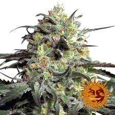 Peyote Cookies Strain Information Cannaconnection Com