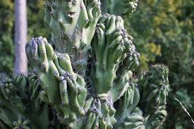 Lespce ne compte aujourdhui plus que quarante mille spcimens, rpartis travers cinq rserves. La Folie Des Cactus Le Mag De Flora