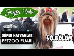 Pet Fuari 2019 Petzoo Istanbul Turkiye Evcil Hayvan Yarismasi Gezgin Baba 40 Bolum Youtube