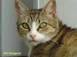 Share one of your experiences this picture can be an example for you to show to your kid that even cats and dogs can be friends. 16 Things You Need To Know About Your Cat S Eyes