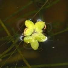 Image result for Lemna