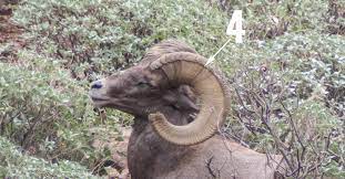 How To Accurately Age Bighorn Sheep Wild Sheep Foundation Midwest Chapter