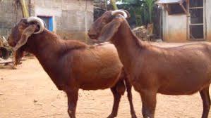 And, if you have to get a loan, the majority of banks will require that you show them a thorough business plan before they lend you any money. Goat Farming Business Plan In Nigeria August 2021