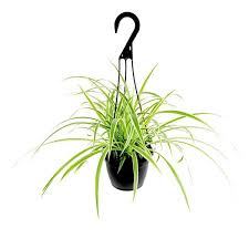 Image result for Chlorophytum pauper