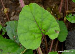 Image result for Merremia emarginata