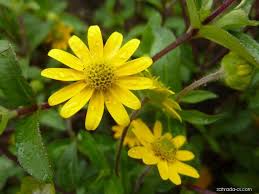 Image result for foto Vitálka