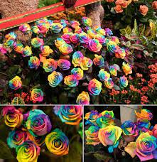 They Aren T Photoshopped But They Aren T Natural Colors Either The Rainbow Rose Is Artificially Colored The Method Exploi Rainbow Roses Rainbow Flowers Rose