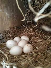 Manfaat telur ayam kampung madu 1.stamina meningkat manfaat telur mentah dicampur madu yang pertama adalah untuk. Telur Ayam Kampung Dan Manfaatnya Steemkr