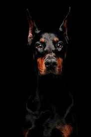 Sign In Doberman Pinscher Doberman Hayvan Fotografciligi