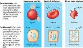 Create your own flashcards or choose from millions created by other students. Biology Exam 2 Flashcards Quizlet