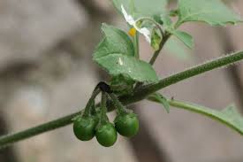 Image result for Solanum villosum