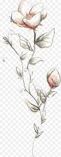 Image result for Telosma africana