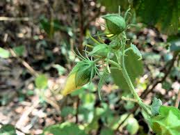 Image result for Sesamum parviflorum