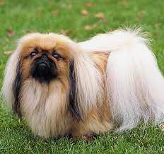 ich mochte essen nofilter amazing girls hair followforfollow pekingese dogs pekingese puppies dog breed info