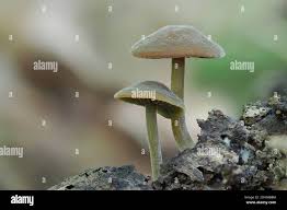 Image result for Simocybe centunculus