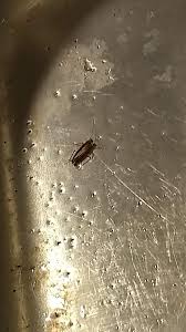 Please enter in your email address in the following format: Keep Finding These Dime Sized Bugs In My Dallas Kitchen Sink Area Can T Find Where They Re Coming From Whatsthisbug