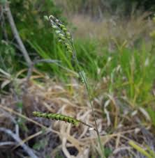 Image result for Urochloa eminii