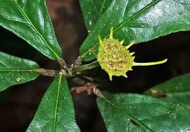 Image result for Ardisiandra wettsteinii