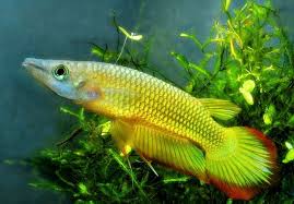 Golden Wonder Killifish Akuarium Ikan Hias Air Tawar Akuarium Wonder