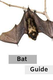 Did You Know There Are More Than 980 Species Of Bats In The World With 40 Of Them Being Found In The United States Check Out The B Bat Species Bat Bat Facts