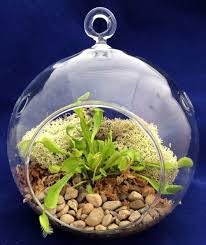 Round Hanging Venus Flytrap Terrarium Kit Great Gift 5 Glass Hirt S Gardens Venus Fly Trap Terrarium Venus Fly Trap Terrariums Kits