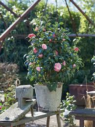 Kamelie Kubelpflanzen Kamelie Pflege Fruhlingsgarten
