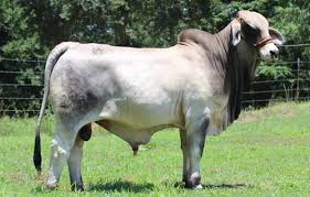 See more of brahman cattle for sale on facebook. Brahman Semen For Sale Buy Brahman Seed Stock Moreno Ranches