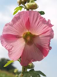 Image result for Alcea rosea