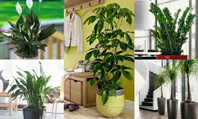 Piante da interno └ piante e bonsai └ piante, semi e bulbi └ articoli per il giardino e l'arredamento di esterni tutte le categorie abbigliamento e accessori arte e antiquariato auto e moto auto e moto bellezza e salute biglietti ed eventi casa. Piante Da Interno A Bassa Luminosita Piante Da Interno Che Hanno Bisogno Di Poca Luce Il Giardino Commestible