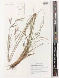 Image result for Elymandra