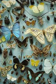 I Want Pretty Lunes De Cosas Bonitas Especies De Mariposas Insectos Polilla
